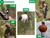 第五单元 第一章 第六节  鸟 课件