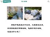 第五单元 第一章 第五节  两栖动物和爬行动物 课件