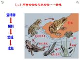 第五单元 第一章 第五节  两栖动物和爬行动物 课件