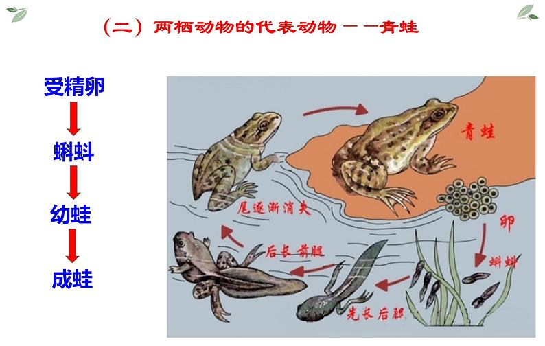 第五单元 第一章 第五节  两栖动物和爬行动物 课件05