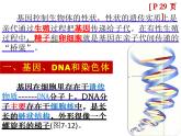第7单元第2章第2节  基因在亲子代间的传递 课件