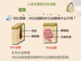 12.3激素调节北师大版生物七年级下册 课件