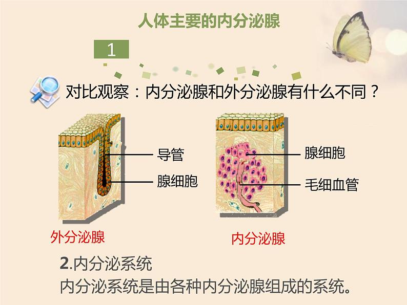 12.3激素调节北师大版生物七年级下册 课件03