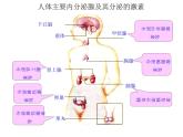 12.3激素调节北师大版生物七年级下册 课件