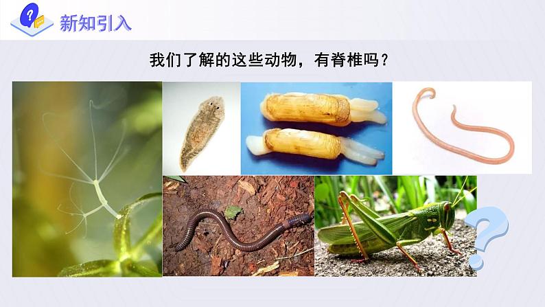 第一章第四节《鱼》课件+教案04