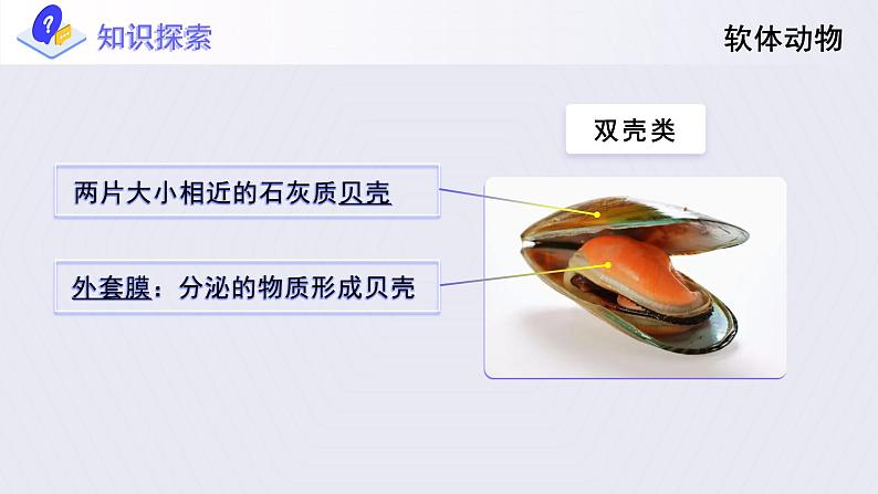 第一章第三节《软体动物和节肢动物》课件+教案06