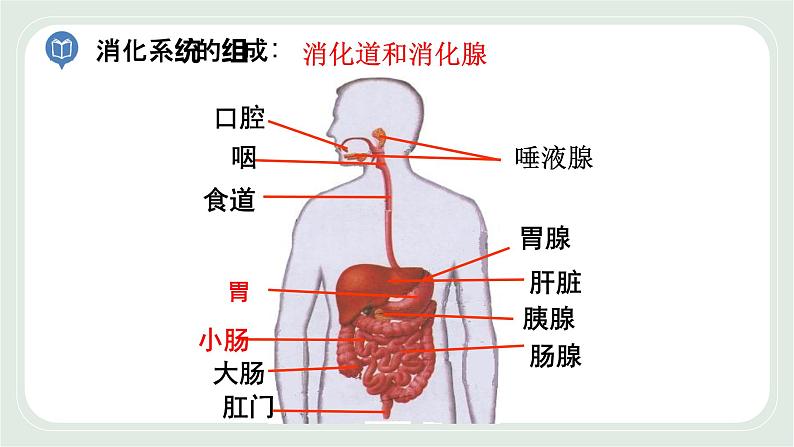 5.4 人体对食物的消化和吸收 第2课时-七年级生物上册 课件+练习（苏科版）02