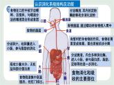 5.4 人体对食物的消化和吸收 第2课时-七年级生物上册 课件+练习（苏科版）