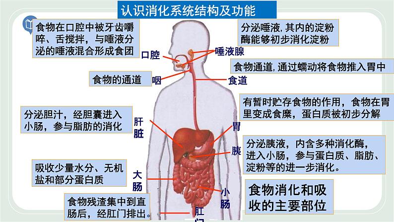 5.4 人体对食物的消化和吸收 第2课时-七年级生物上册 课件+练习（苏科版）03