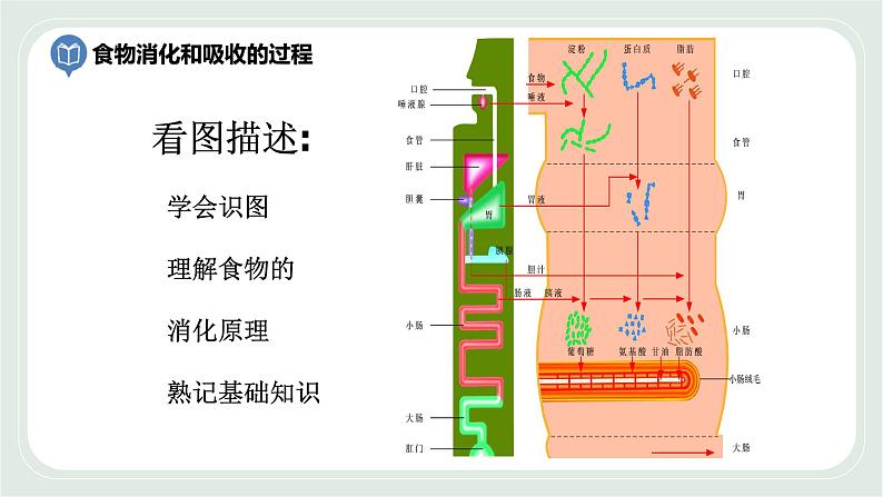 5.4 人体对食物的消化和吸收 第2课时-七年级生物上册 课件+练习（苏科版）06