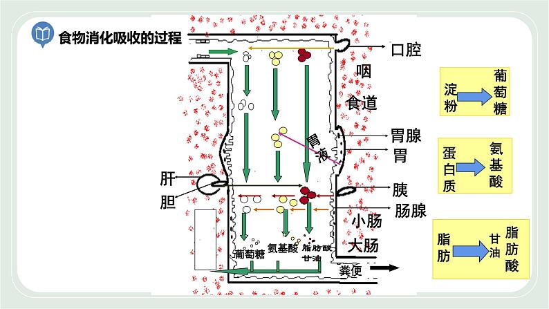 5.4 人体对食物的消化和吸收 第2课时-七年级生物上册 课件+练习（苏科版）08