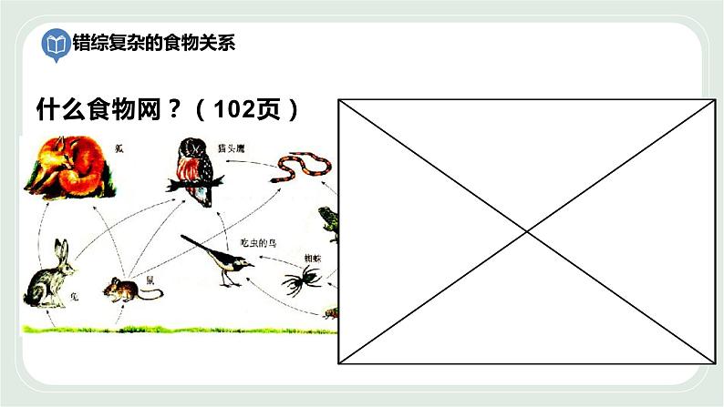 6.2 食物网-七年级生物上册 课件+练习（苏科版）05