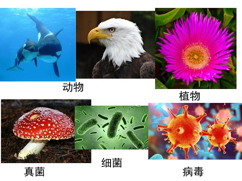 《生物的特征》课件02