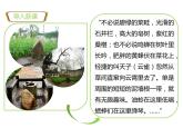 第二节  调查周边环境中的生物（课件）