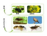 第二节  调查周边环境中的生物（课件）