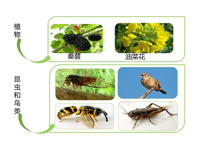 第二节  调查周边环境中的生物（课件）第3页