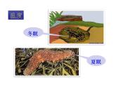 生物与环境的关系（2课时）课件