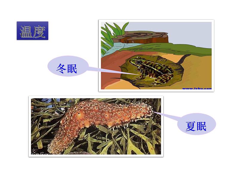 生物与环境的关系（2课时）课件第4页