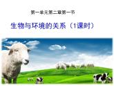 生物与环境的关系（1课时）课件