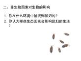 生物与环境的关系（1课时）课件