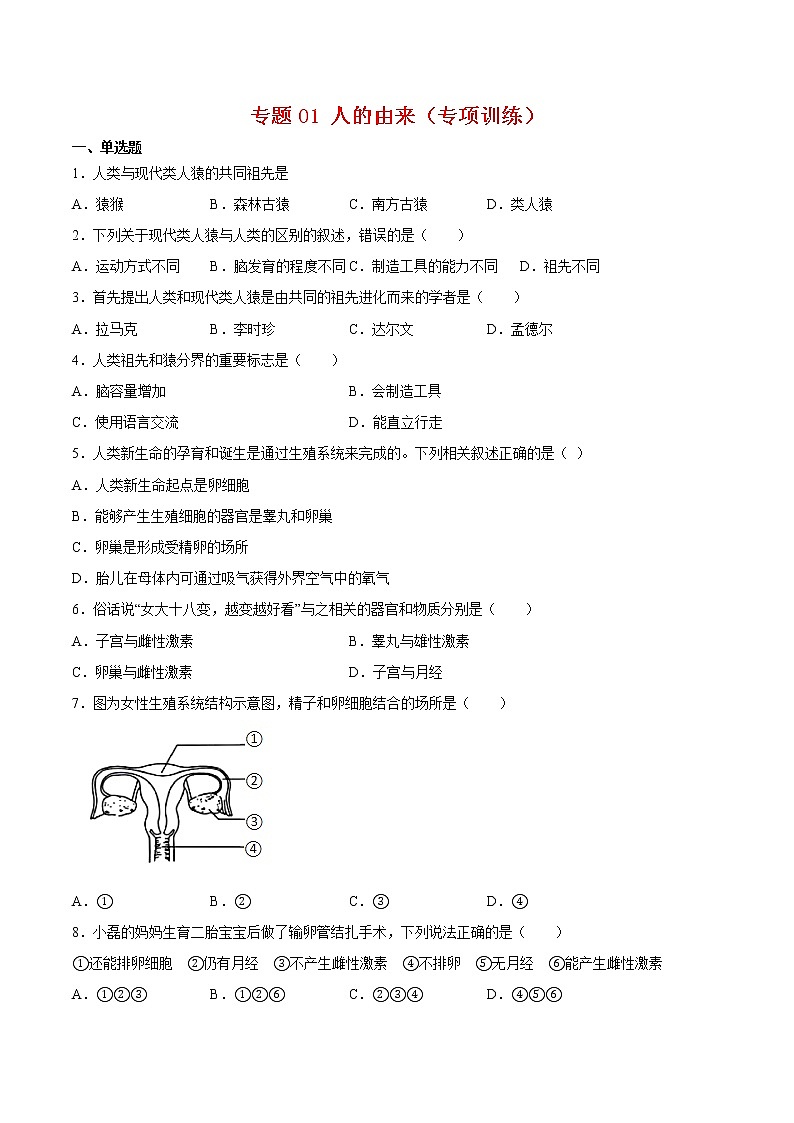 专题01 人的由来【专项训练】-七年级生物下学期期末专项复习（人教版）（试卷）第1页