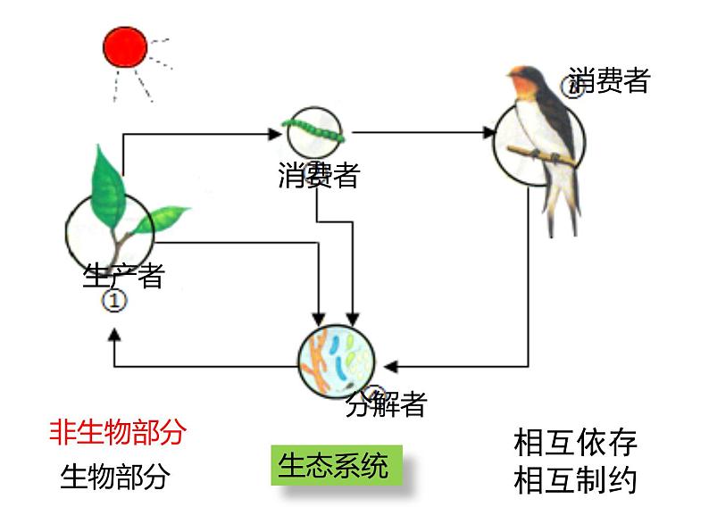 第二节 生物与环境组成生态系统（课件）第7页