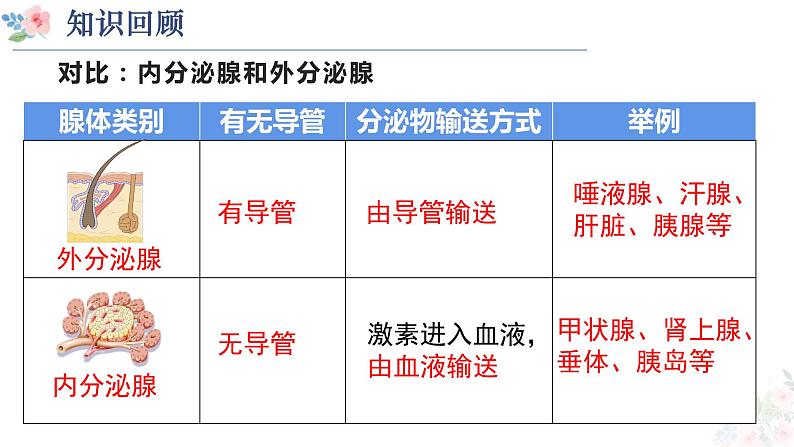 激素调节第1、2课时  (1)第2页