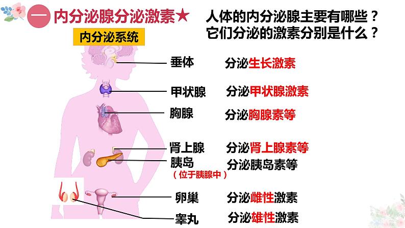 激素调节第1、2课时  (2)第5页