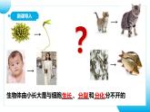 【核心素养目标】人教版 (新课标)初中生物七年级上册2.2.1《细胞通过分裂产生新细胞》课件+教案+同步分层练习（含答案）