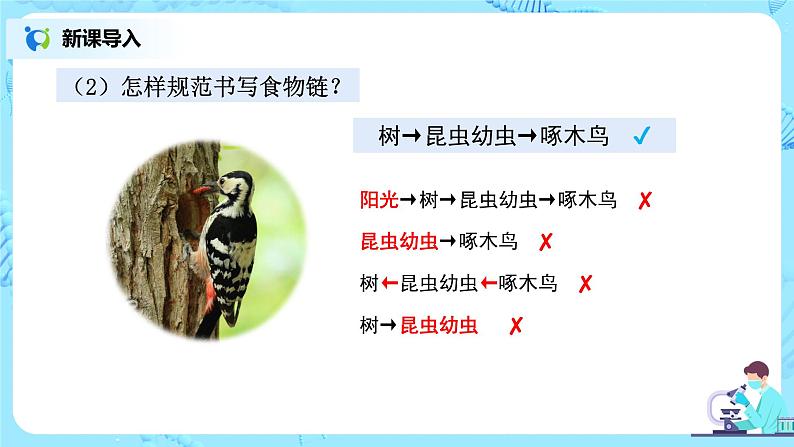 1.2.2《生物与环境组成生态系统》（第二课时）（课件+教案+练习）05