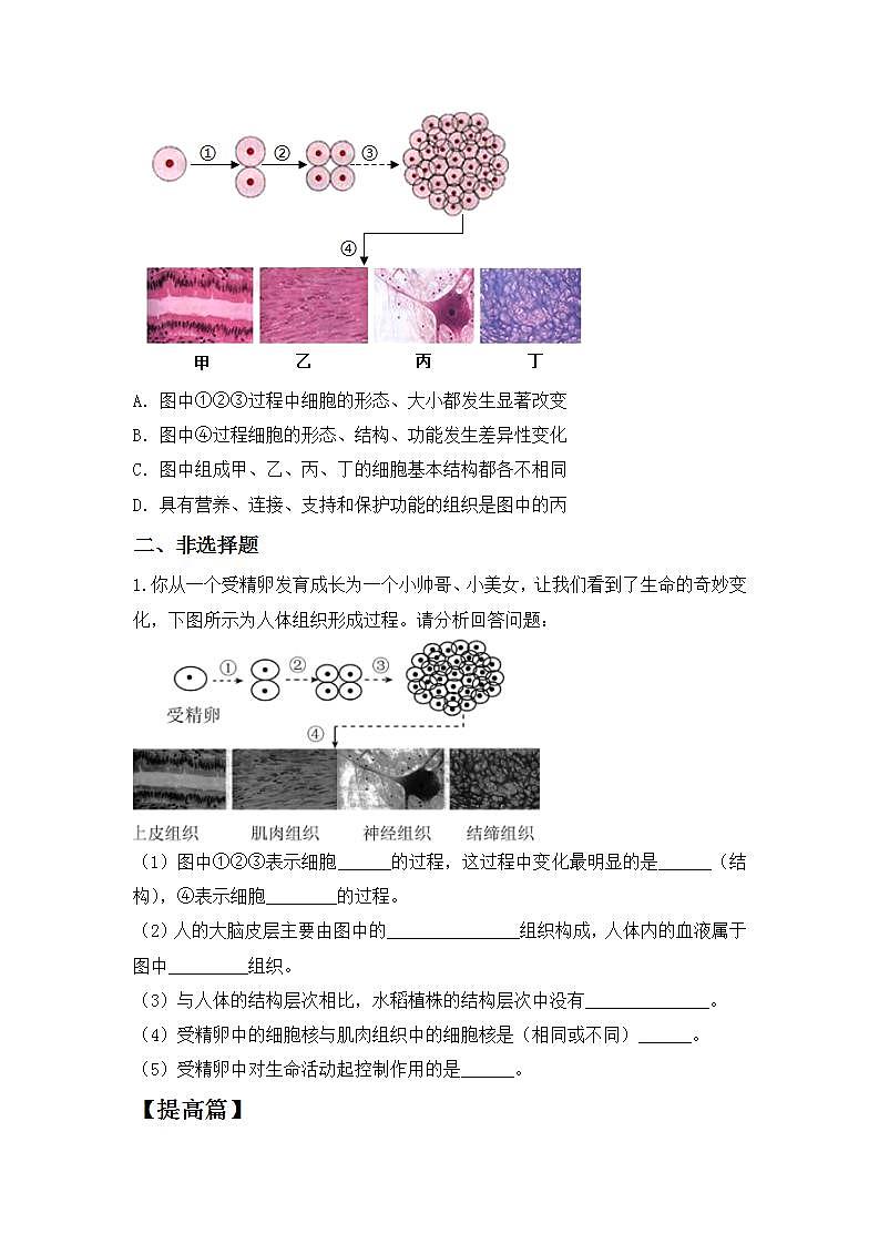 人教版初中生物七年级上册2.2.2《动物体的结构层次》同步分层练习（含答案）第2页