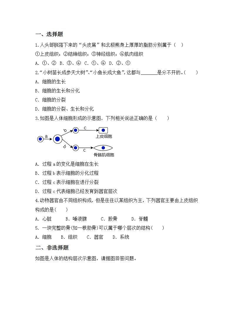 人教版初中生物七年级上册2.2.2《动物体的结构层次》同步分层练习（含答案）第3页