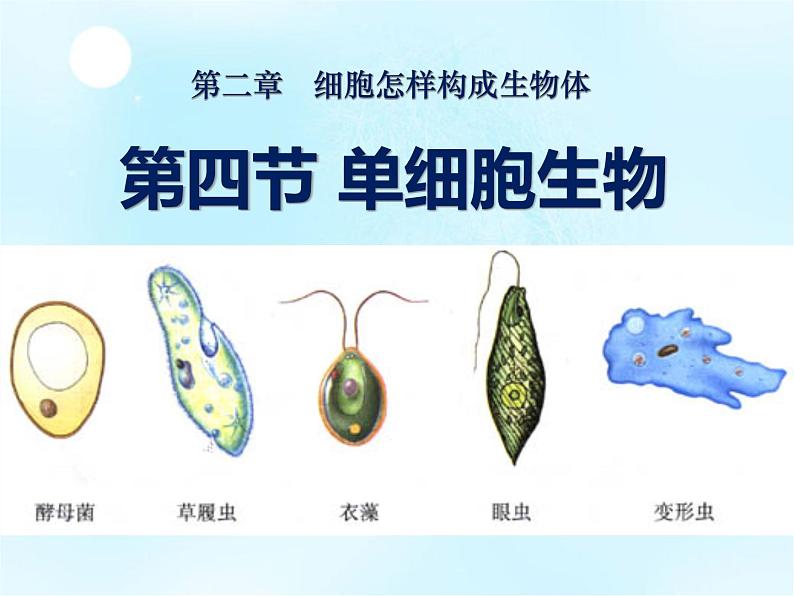 《单细胞生物》课件01