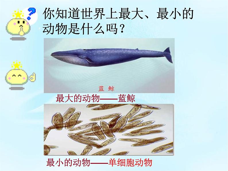 《单细胞生物》课件02