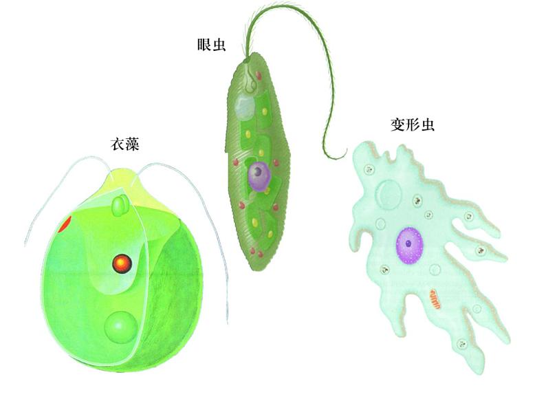 《单细胞生物》课件04