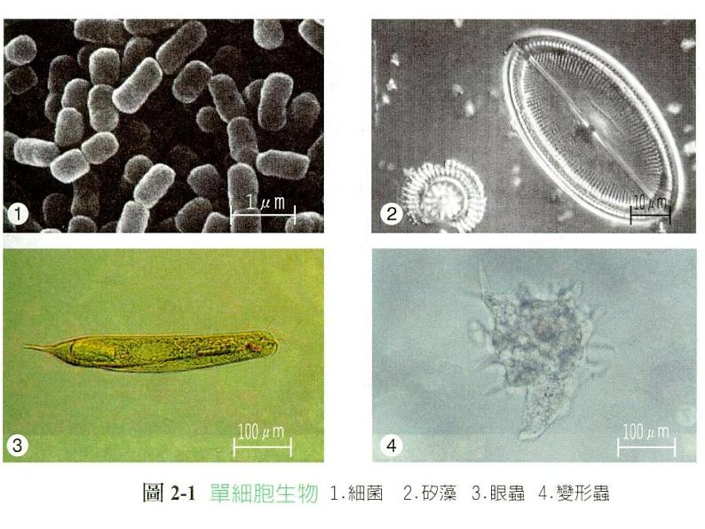 《单细胞生物》课件05