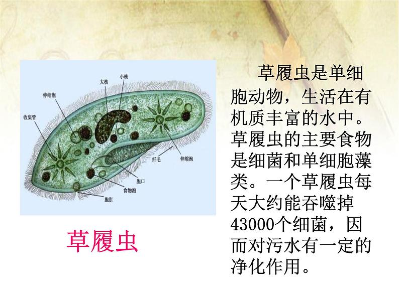 《单细胞生物》课件08