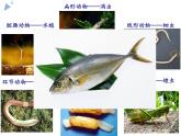 5.1.4《鱼》教学课件