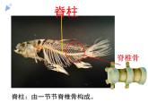 5.1.4《鱼》教学课件