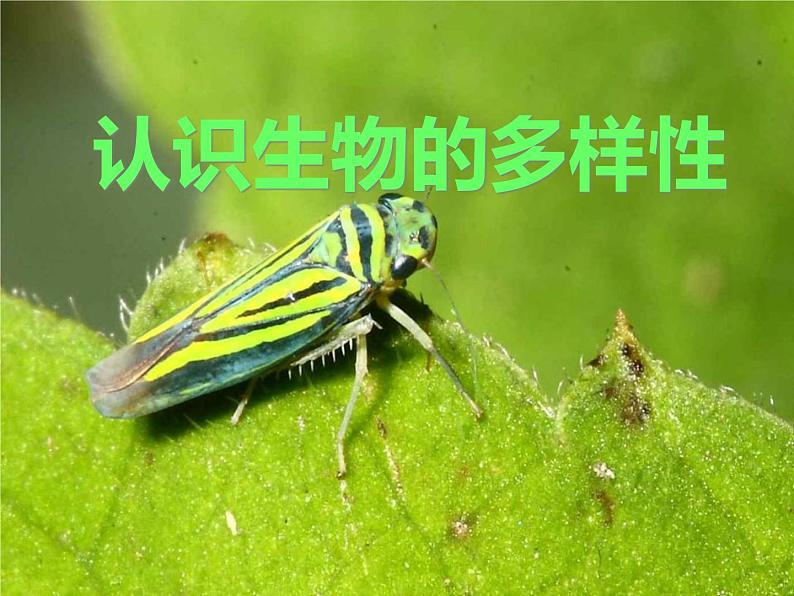 《认识生物的多样性》教学课件01