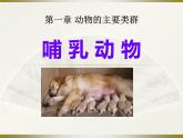 《哺乳动物》教学课件
