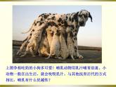 《哺乳动物》教学课件