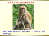 《哺乳动物》教学课件