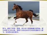 《哺乳动物》教学课件