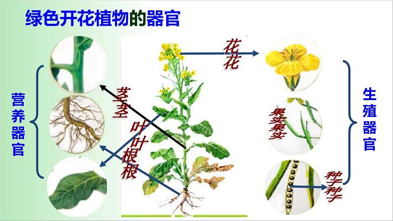 2.2.3《植物体的结构层次》教学课件第2页