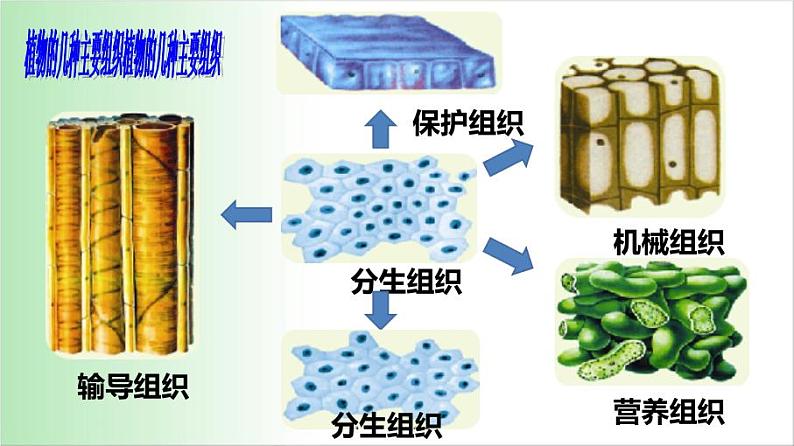 2.2.3《植物体的结构层次》教学课件第5页