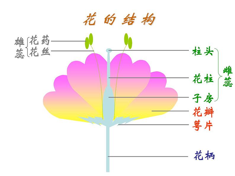 5.5《开花和结果》教学课件第2页