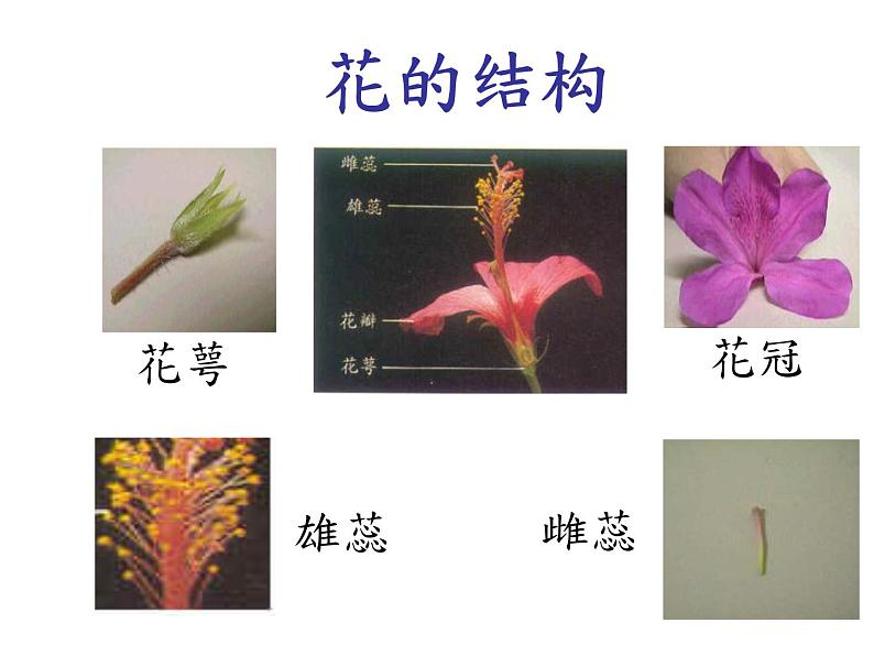 5.5《开花和结果》教学课件第3页