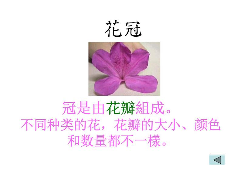 5.5《开花和结果》教学课件第4页