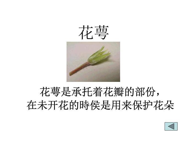 5.5《开花和结果》教学课件第5页